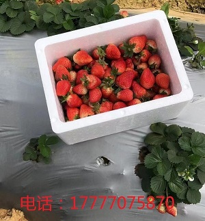 钦州蔬菜泡沫箱定制