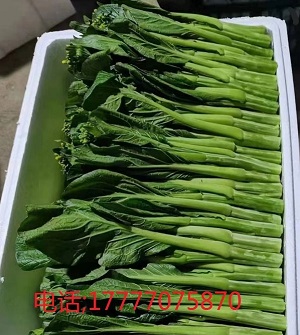 钦州蔬菜泡沫箱厂家